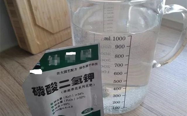 养护|他养的蟹爪兰,一次开花200朵,鲜艳无比,秘诀只用“2种肥料”