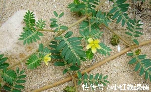 植物|这野草，俗称“拦路草”，人见了躲着走，却被道家奉为“长生药”