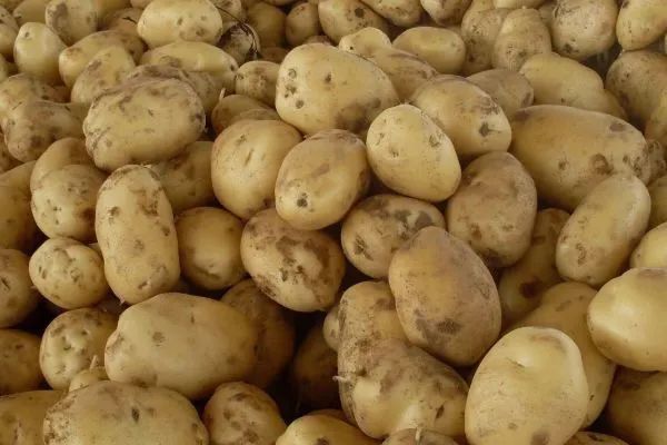 激素|打了激素的土豆如何分辨老菜农教你几招,别再买错了