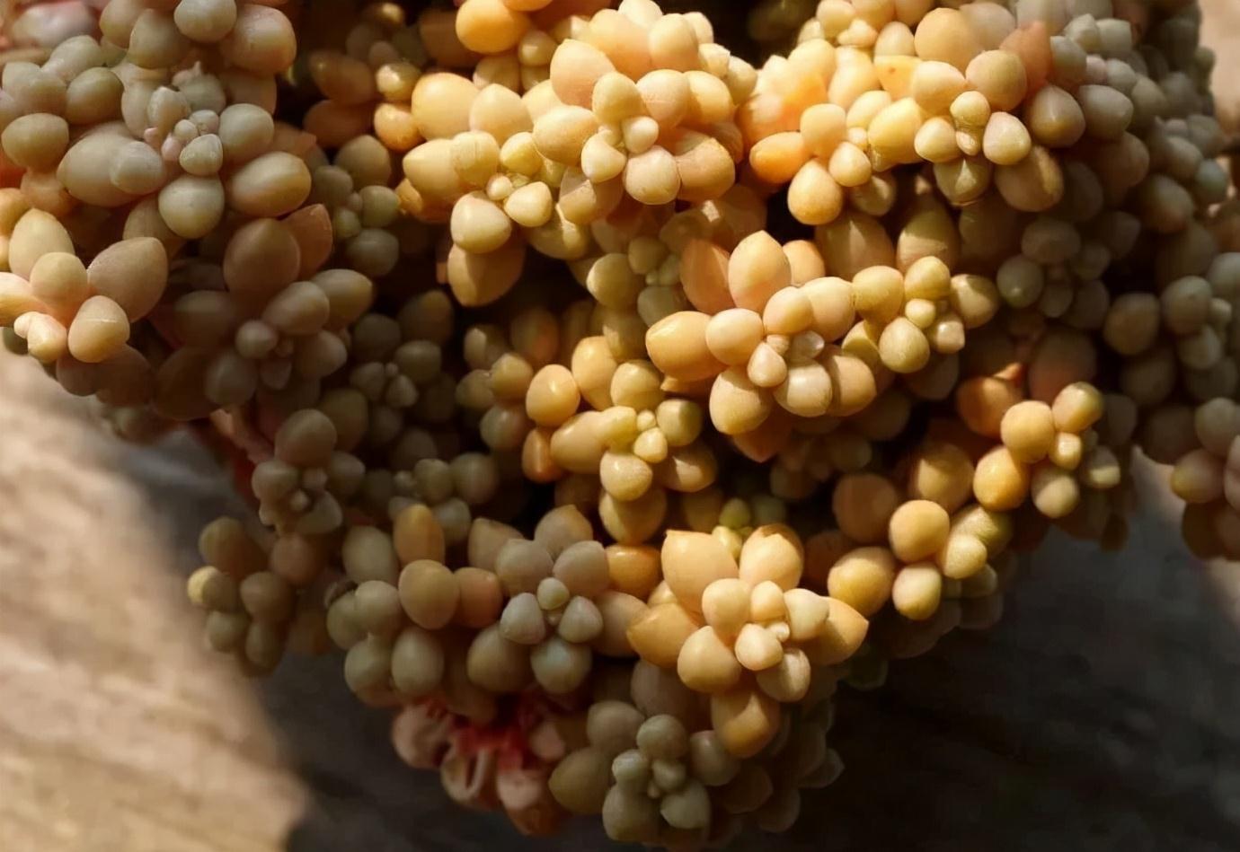 老桩|这几种多肉非常容易爆盆,不知不觉一大盆,非常有成就感