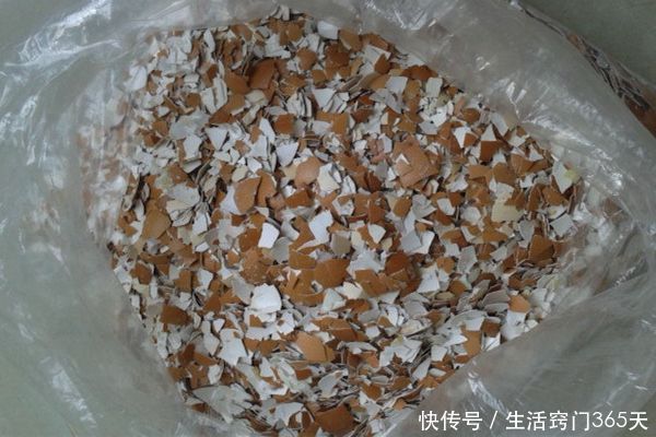 花肥|鸡蛋壳是个“宝”,扔鸡蛋壳等于在“扔钱”,学会受用一生!