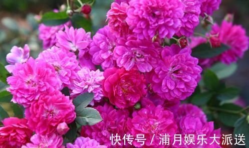 爆盆|喜欢玫瑰,不如试试“高档玫瑰”甜蜜马车,花团锦簇,花开爆盆美