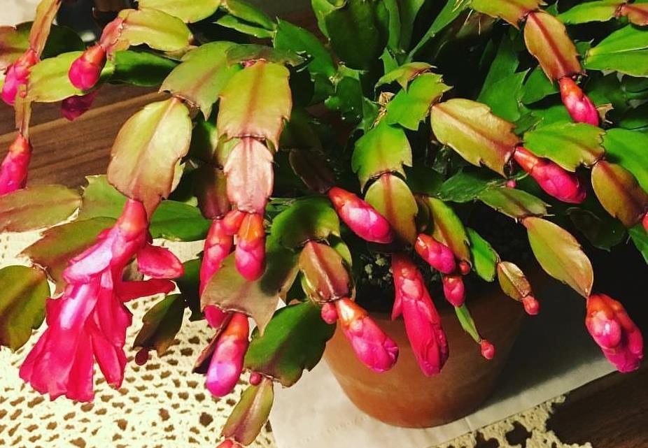 阳台上|7月养殖蟹爪兰,早点告别这3个习惯,盆栽才能安全度夏