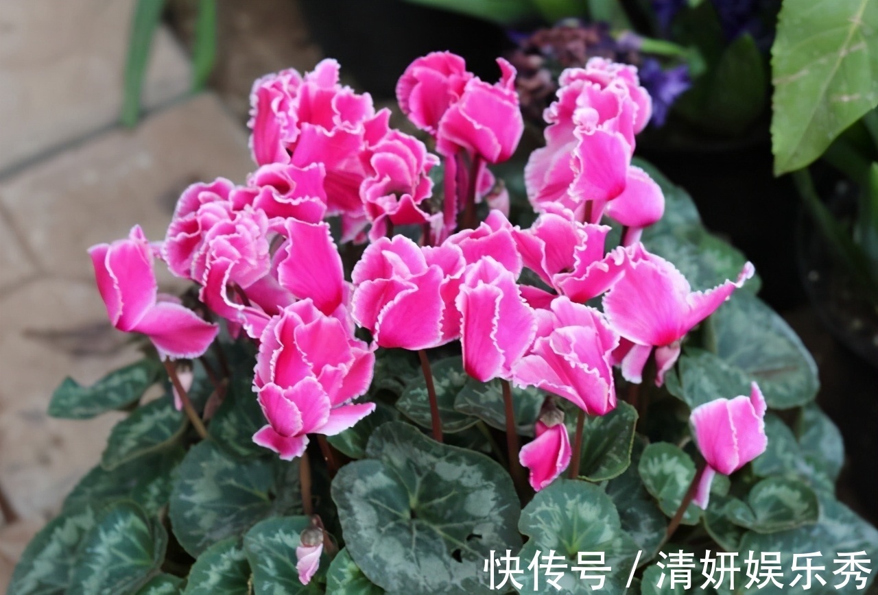 居家养花:自制高氮肥、磷钾肥,该准备哪些东西?