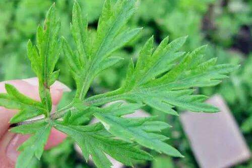 止咳|咳嗽的13个民间秘方，太全了，通治一切咳嗽！