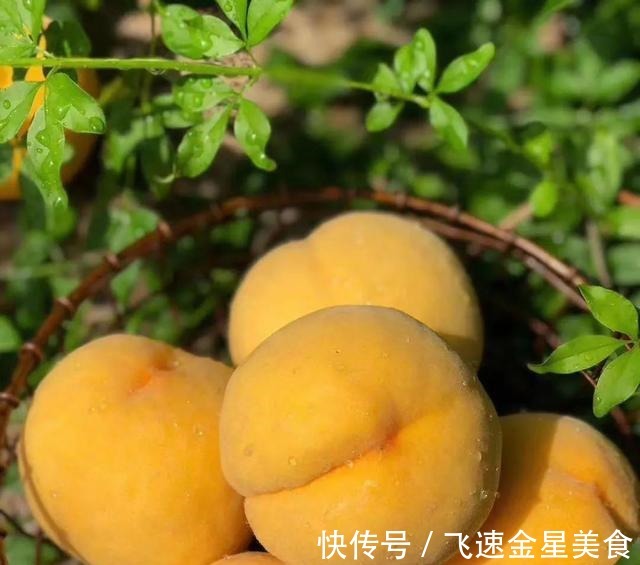 国家地理|黄桃中的“金皇后”,脆甜多汁,个大饱满,咬一口全是蜜~!
