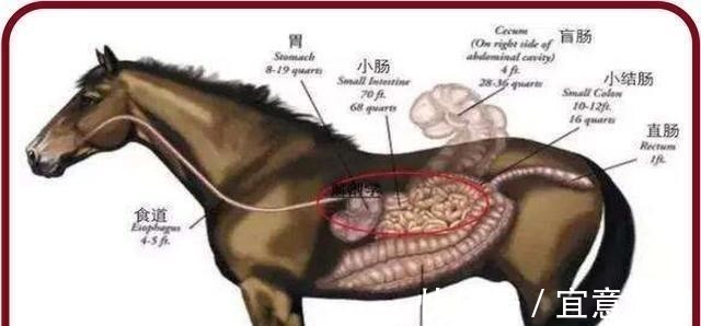 食草动物|牛只吃草,为啥长出一身肌肉,其中蛋白质从哪里得来?