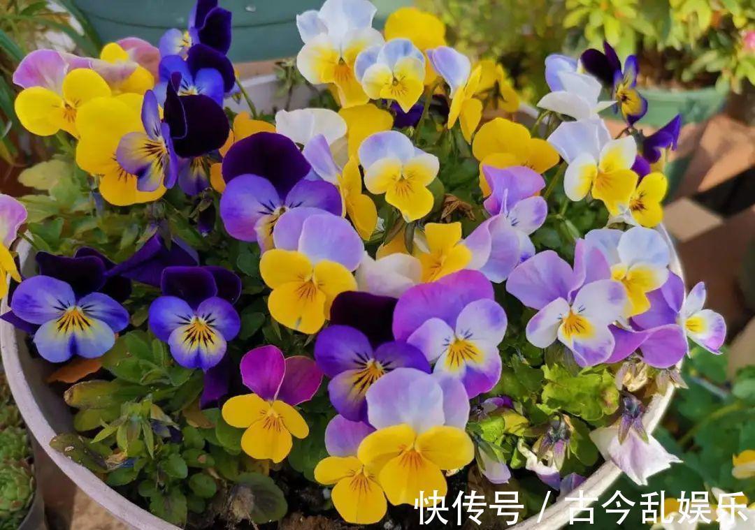 天竺葵|适合秋天养的12种花,耐阴又耐寒,秋冬长得更精神