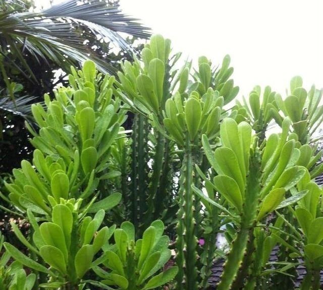 这三种花虽然丑,古代“大户人家”最爱养,“寓意好”遇水就疯长!