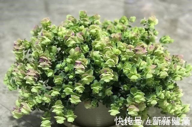 栽培|此新型“网红”盆栽,花叶俱美,香气四溢,种植容易,很值得栽培!