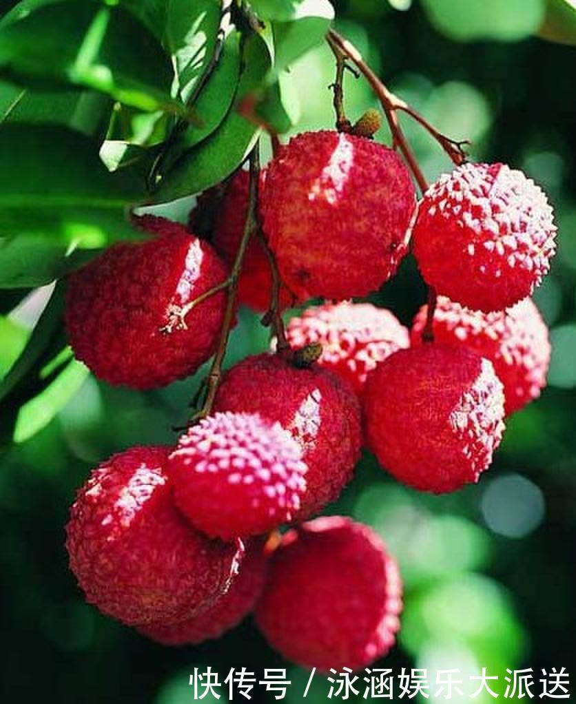 糖类物质|夏天女人不妨常吃此 水果,排毒养颜,增强记忆力,还能少生病