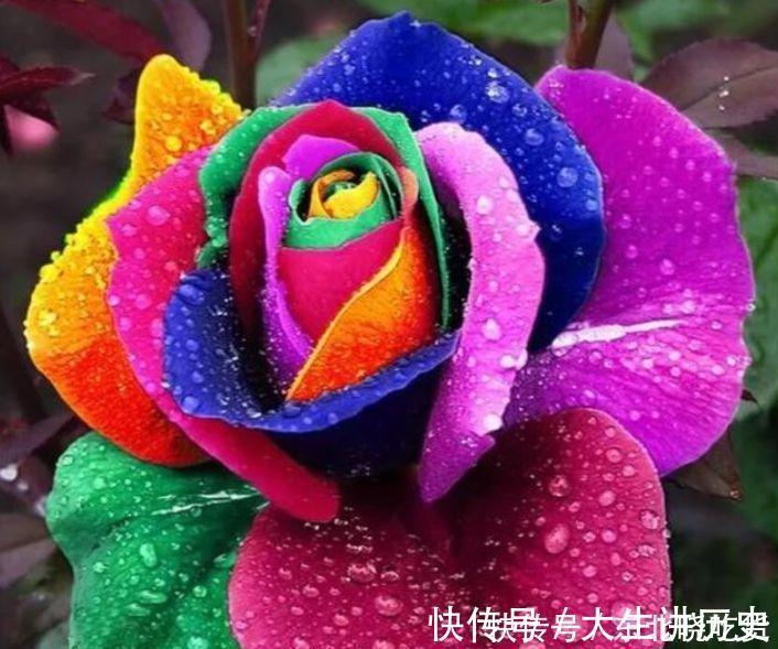 4种花堪称开花机器，365天都在开花，赏心悦目，你喜欢哪一种？