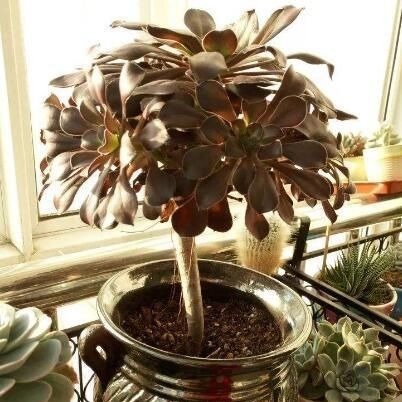 多肉长“胡须”，剪还是留只看一点就知道，养成漂亮茂盛老桩