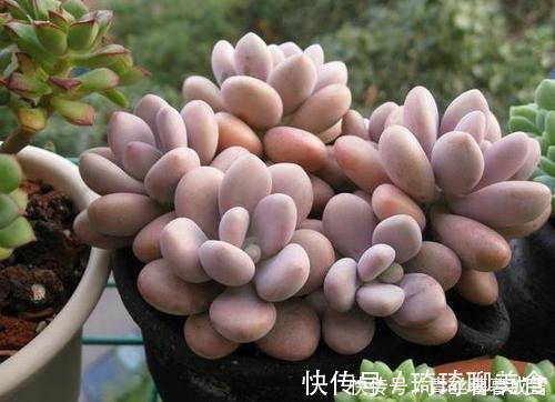 多肉桃蛋越长越丑从2个方面虐一虐，叶片肥嘟嘟，长成小老桩