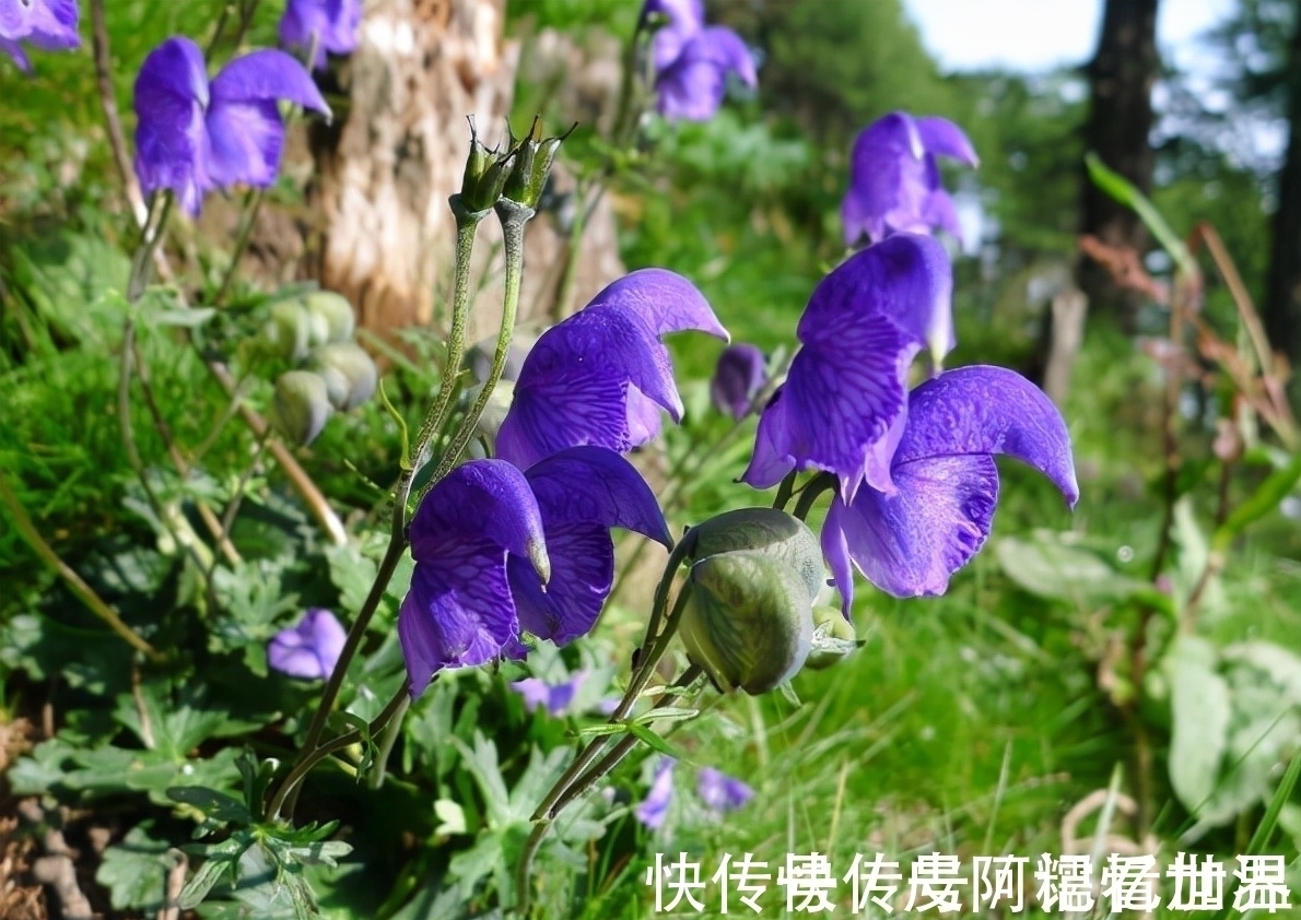 乌头:有着出色的颜值,也是毛骨悚然的剧毒之物,若见到请勿采摘