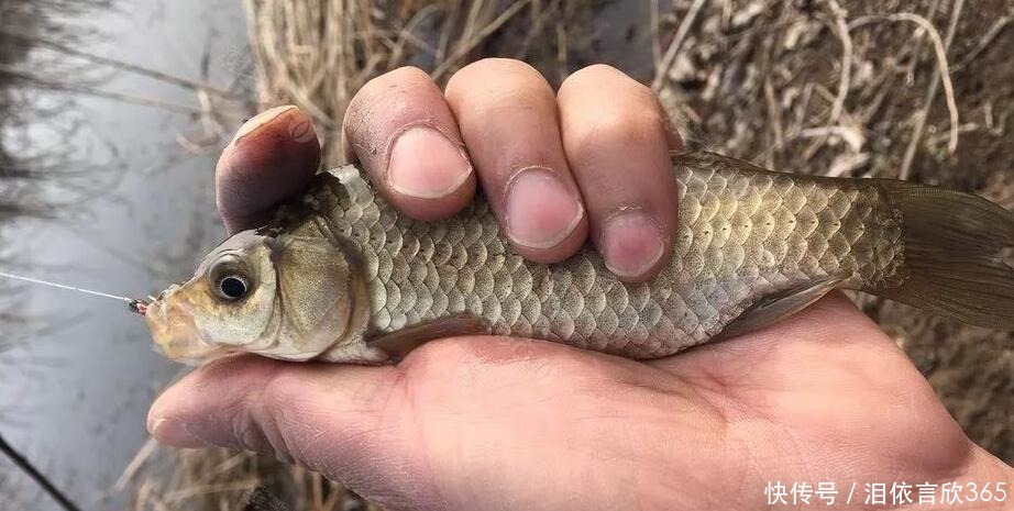 钓鲫鱼不能补窝,一补窝就停口你用错了方法,想不停口都难