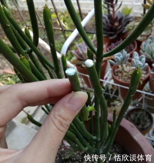 花开惊艳的8种“大毒花”,连叶片都带毒,家里若养着,光看别动