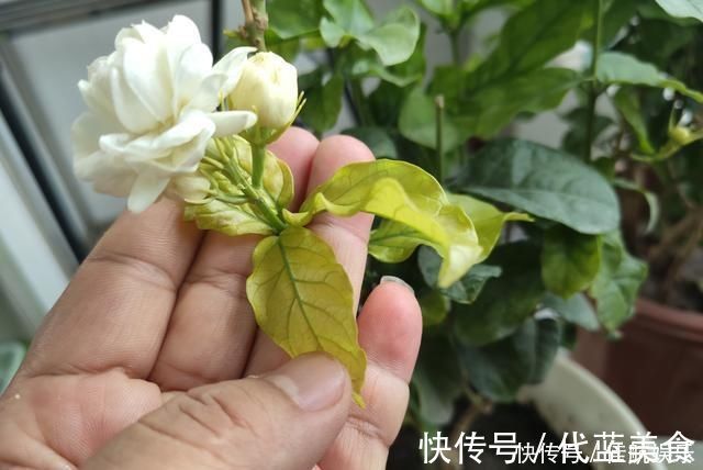 发黄|茉莉出现特殊“黄叶”,用“特殊”液体浇,一浇就发绿花朵呼呼冒