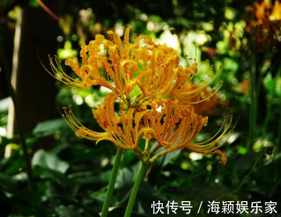 喜欢菊花,不如养盆“花中精品”忽地笑,神秘冷艳,风韵独具