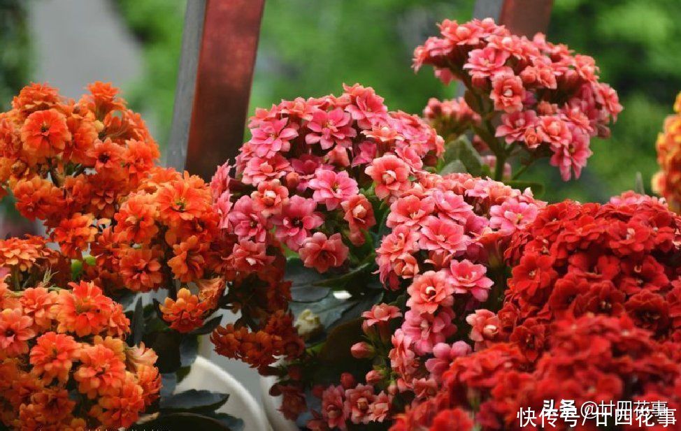 家养长寿花,8月底做件事,做到位复花容易,耽误了年底难见花