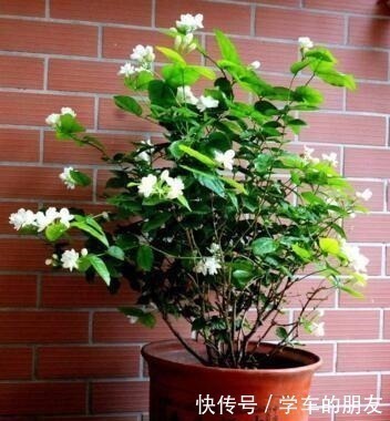 养分|养茉莉花，盆里埋1个“家家有的它”，花朵层层叠叠，清香又淡雅！