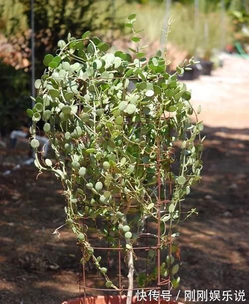 乙女|5种长相稀奇的多肉,养小花盆里照旧开花,可养很多年