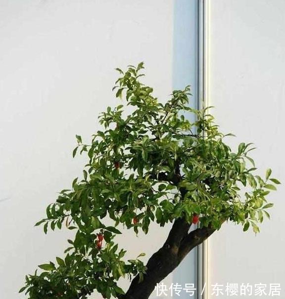 金弹子|造型多样有趣开花清雅宜人金弹子盆景正确养护技巧你知道吗