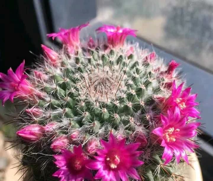 这5种耐旱花,浇水要小心,不烂根不黄叶,养旺很简单