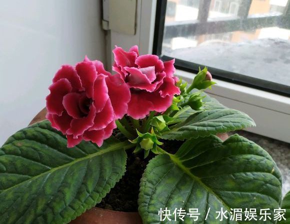 爆盆|大岩桐，好难听的名字，漂亮赛玫瑰，这么养开花爆盆就是半年