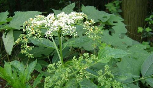 颈椎病|乡下的这种野草，被誉为“接骨草”，专治骨折，颈椎病关节炎