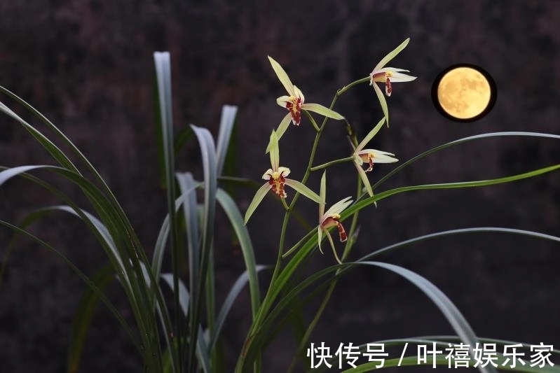 兰花焦尖的6大原因,搞清楚了好对症下药,兰花焦尖不用怕