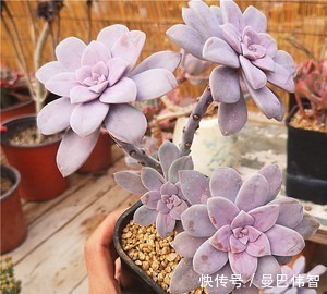 白粉|10款紫色系多肉,每一款都浪漫好养,养一盆“紫气东来”!