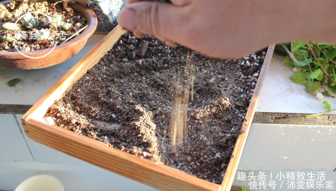 操作方法|多肉上盆,用“干土”还是“潮土”,分2种情况,1张图看清楚