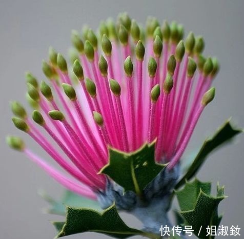 喜欢玫瑰,不如养高端花卉”火柴“拔克西木,形似火柴,花姿俊美