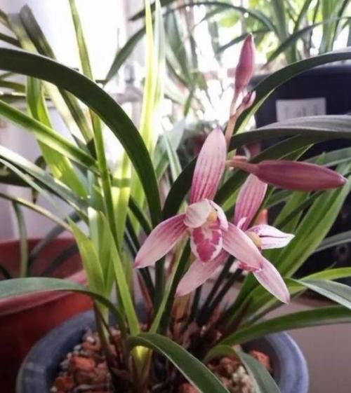 4种花现在养刚刚好，30天不浇水照样生长，一年开花不断