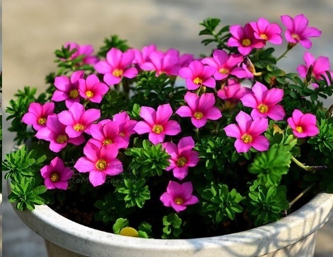 光照|7种一年四季开花的植物，阳台养一盆，天天有花看！