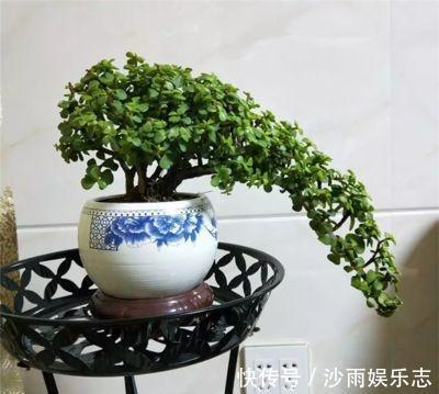 晶莹剔透|盆栽金枝玉叶,3个机遇把握住,叶片晶晶亮,长成昂贵的盆景