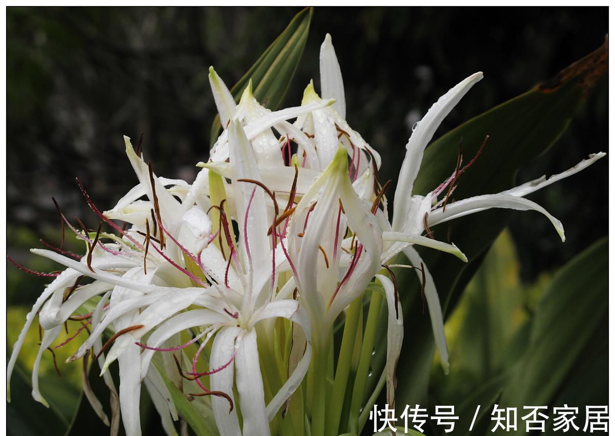 养花试试这几款,喜光但又不耐强光暴晒,盛夏时,应合理遮光防晒