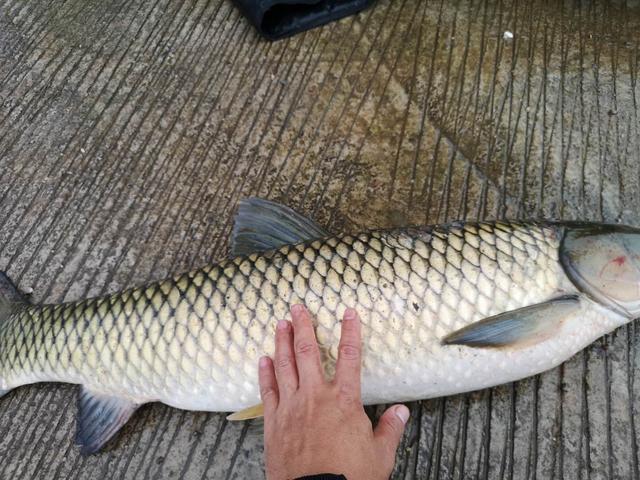 配方|夏天野钓强效自制窝料配方分享,适用广谱成本低,适合守大鱼