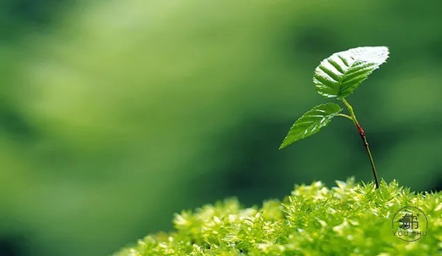 季羡林|苏轼三首经典诗词,道尽人生三种境界(经典)