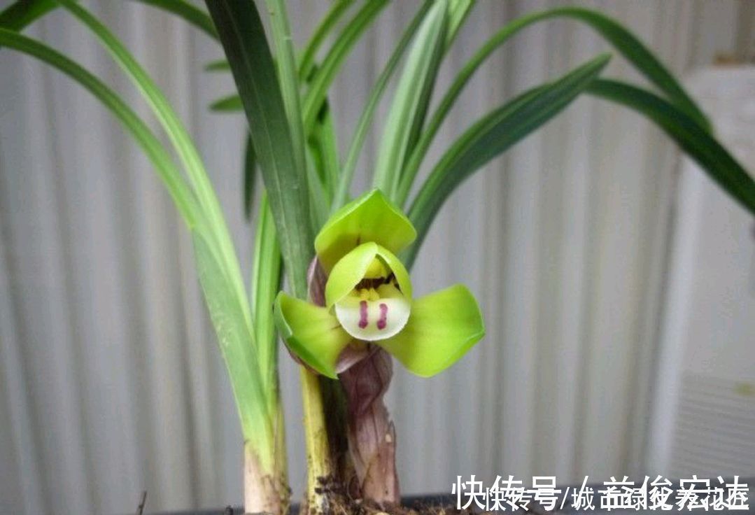 把兰花放到外面做“雪浴”，冻不死，还能杀虫卵，来年使劲长新芽