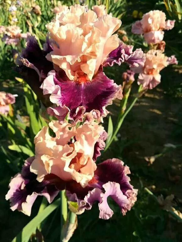 33种花，33首歌，太美了！