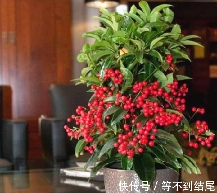 养花就养这几款，全年开花不停，开花就爆盆，不易生病好养护