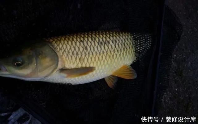 浅水好钓鱼，但这4件事你不可不知，弄错一件就与大鱼无缘