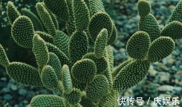 仙人掌“水”浇多了就烂根,问题不大,正确处理还能恢复!