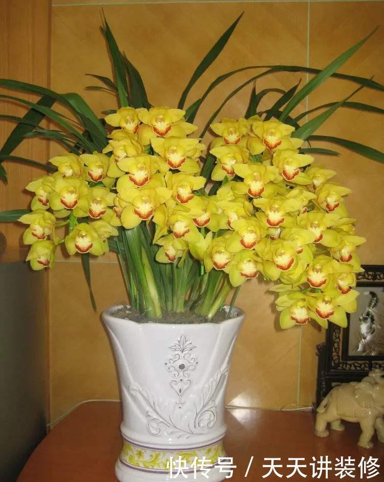 丽格海棠|4种花漂亮“娇滴滴”,新手养它都“没戏”,养一回伤一回