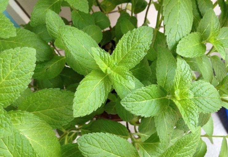 立秋后,常用此叶子泡水喝,消炎杀菌,清凉润喉,老人小孩都适用