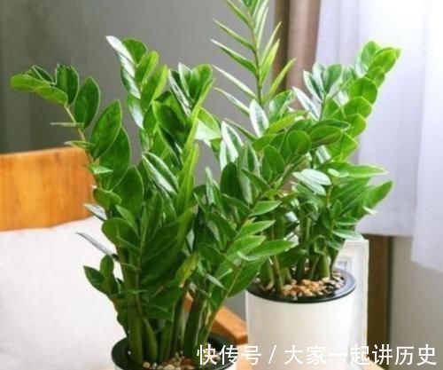 4种花适合新手养,不用费心,家里养两盆,旺财又旺宅