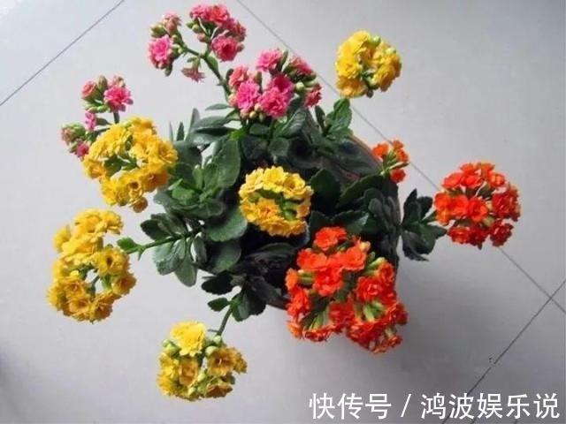 盆景|教你1招，让“长寿花”秒变老桩，开花越来越多，养好能做盆景