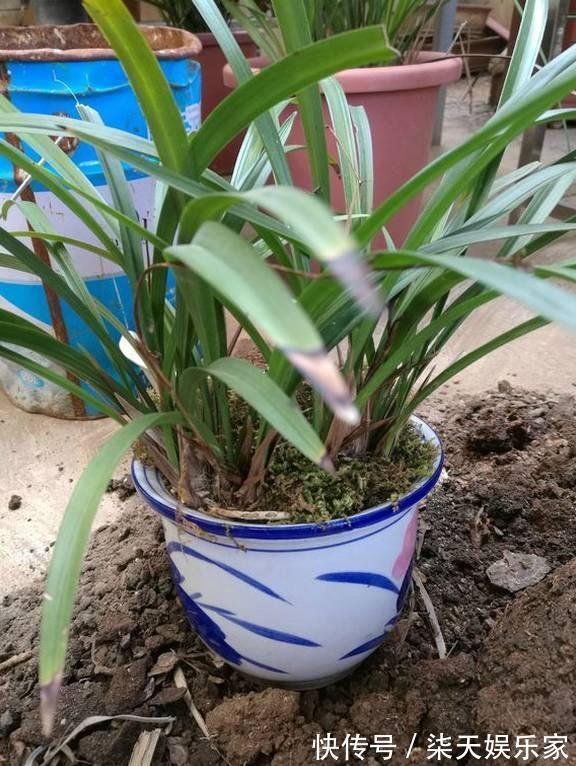 4种花爱“吃土”，1年不换盆，盆里全是根不见土，换盆才能长好